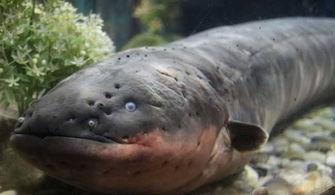 电鳗最新爆料图片大全,高清图片大全揭秘神秘生物世界